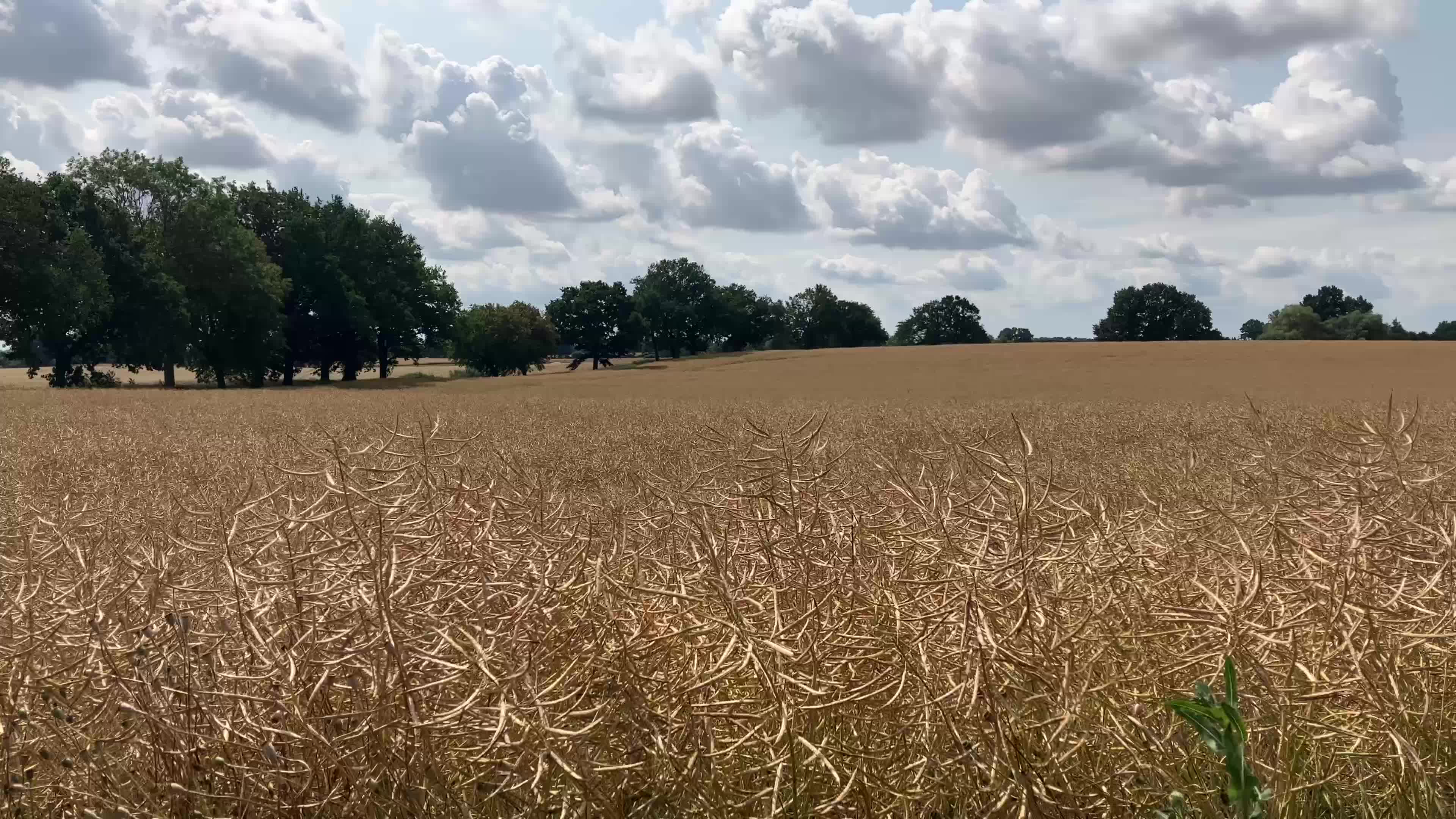 Erntemanagement der Dekalb Rapssorten