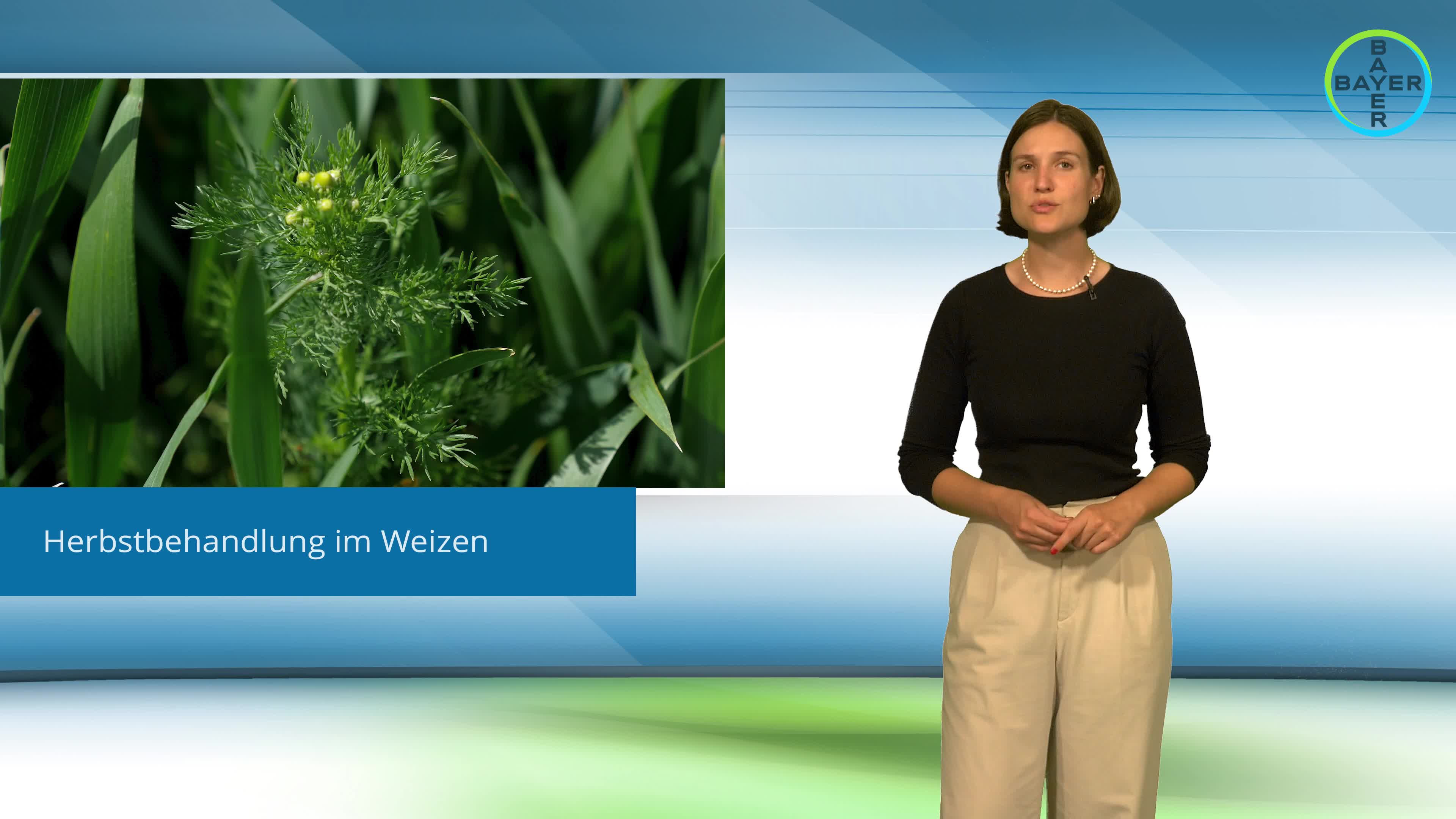 Standortreport Nauen - Effektive Unkrautbekämpfung im Weizen