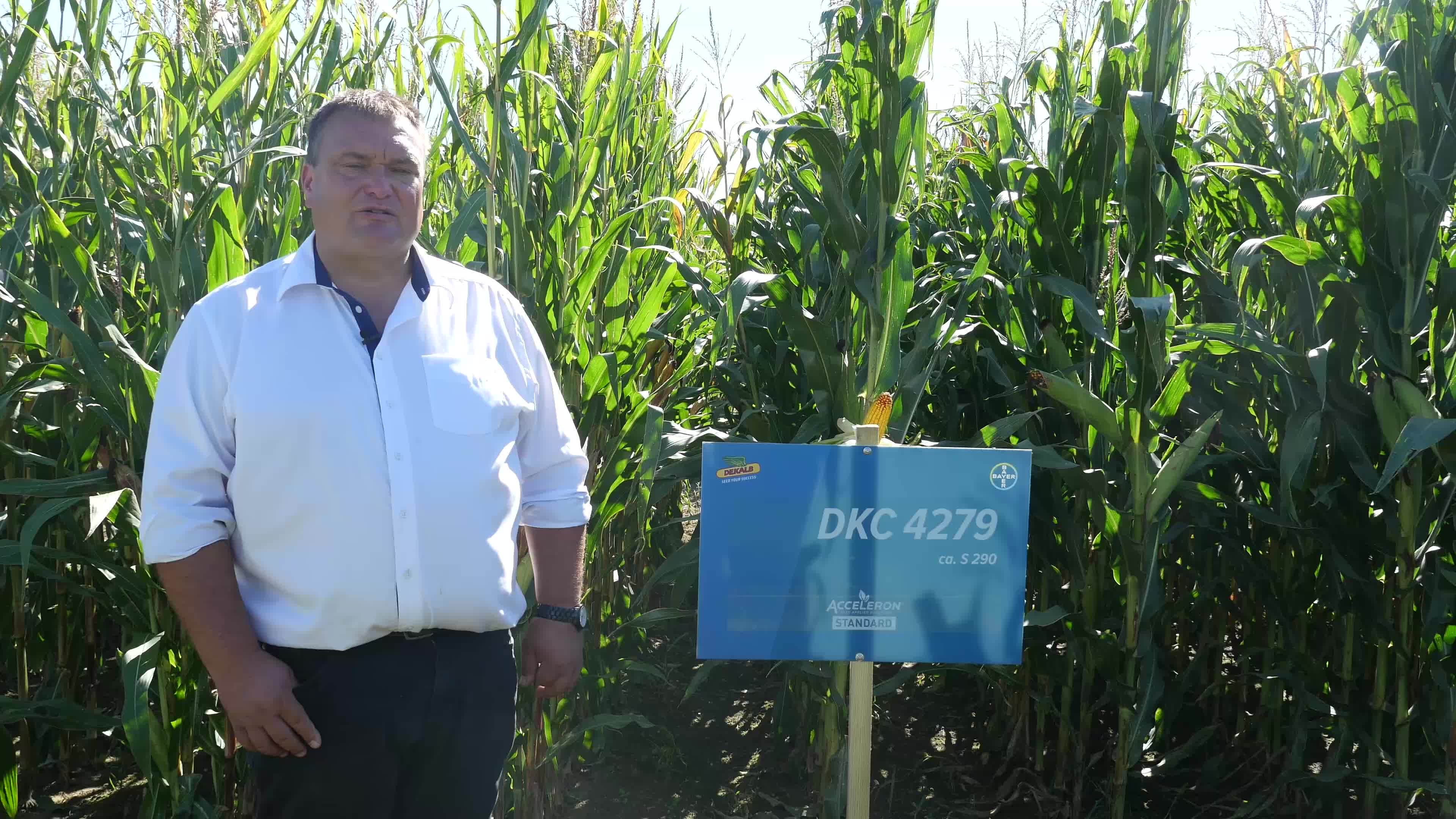 DKC4279 - Maissorte mit bewährter Leistung!