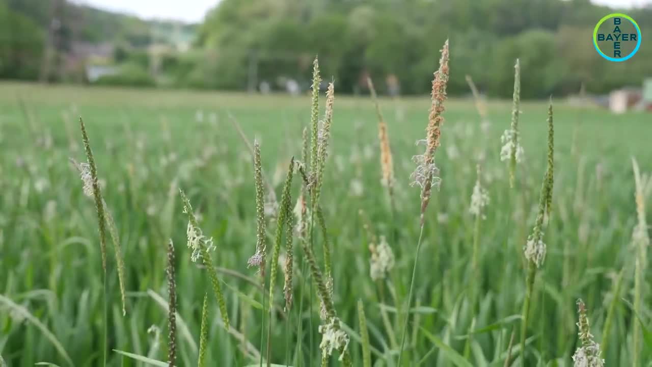 Standortreport Aich - Frühjahrsherbizidlösungen im Weizen