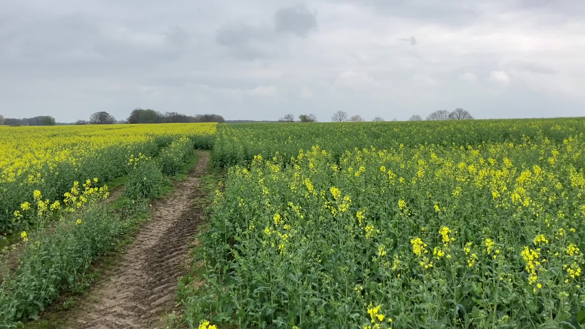 Jetzt Blütenbehandlung im Raps planen!
