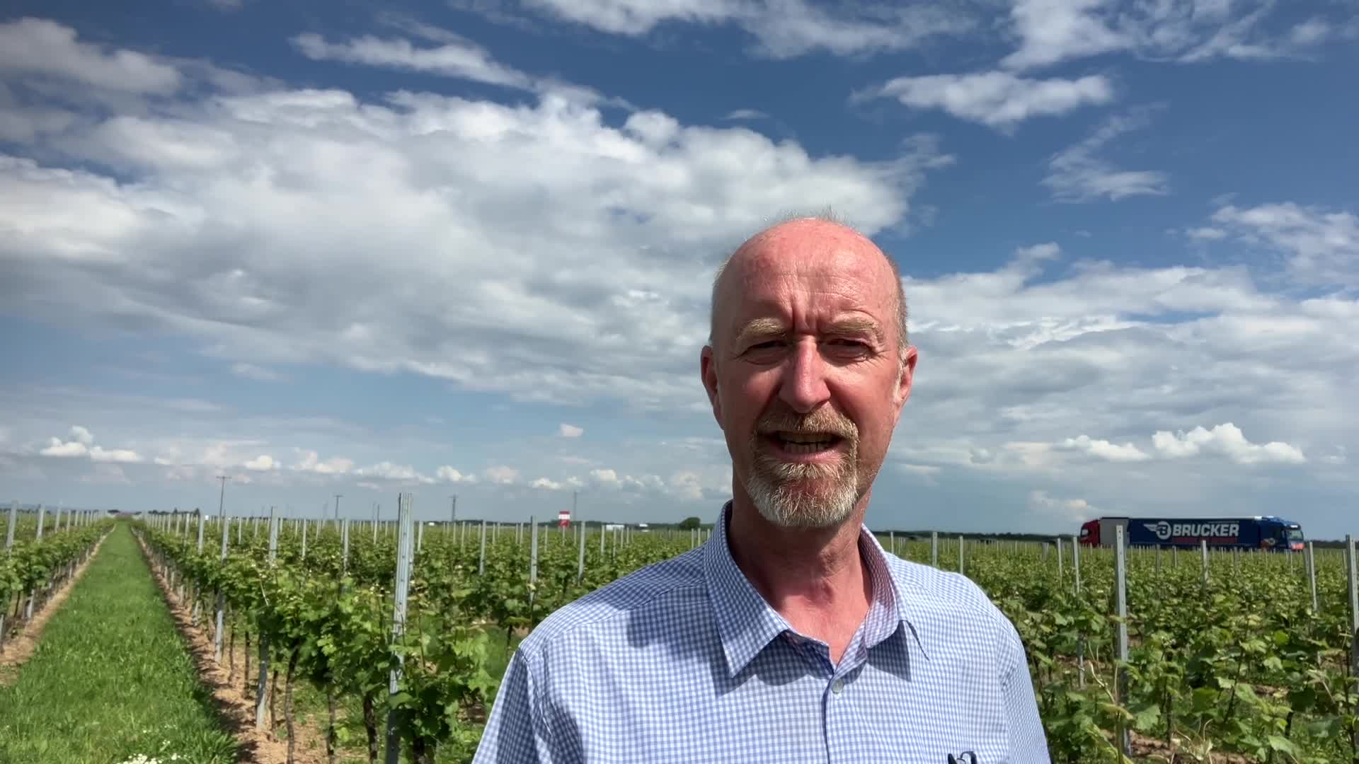 Fungizidschutz im Wein