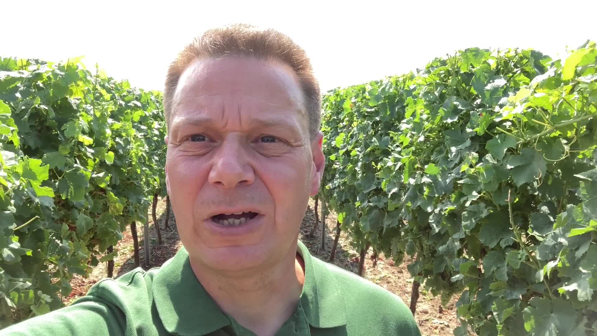 Weinbau Versuchsbesprechung in Rheinhessen