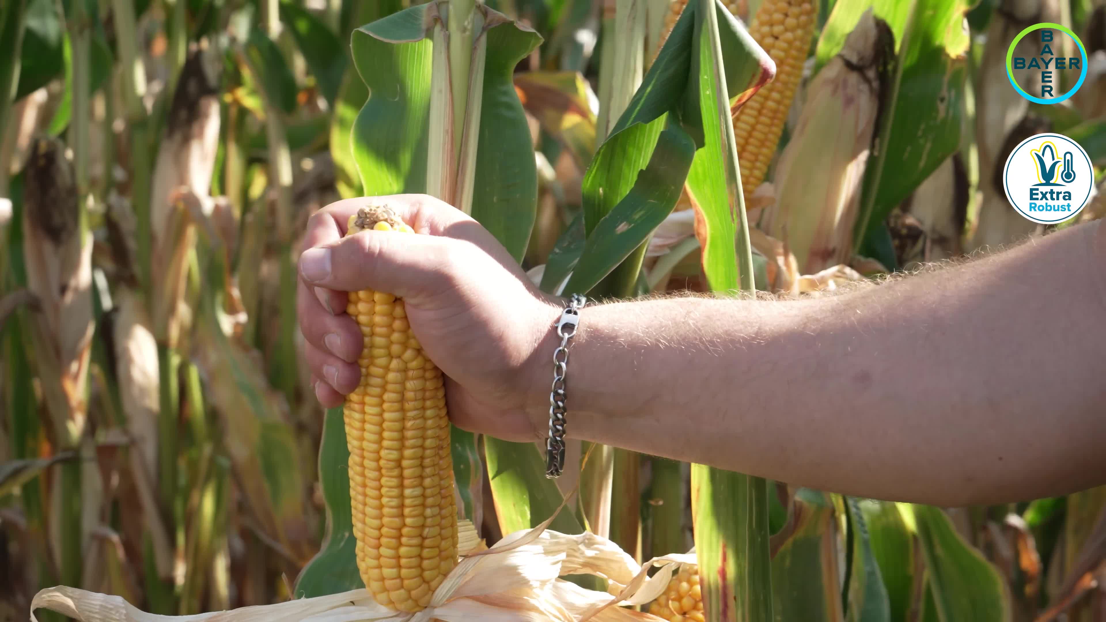 Standortreport Loxstedt - DKC 3218 für kalt, nasse Standorte