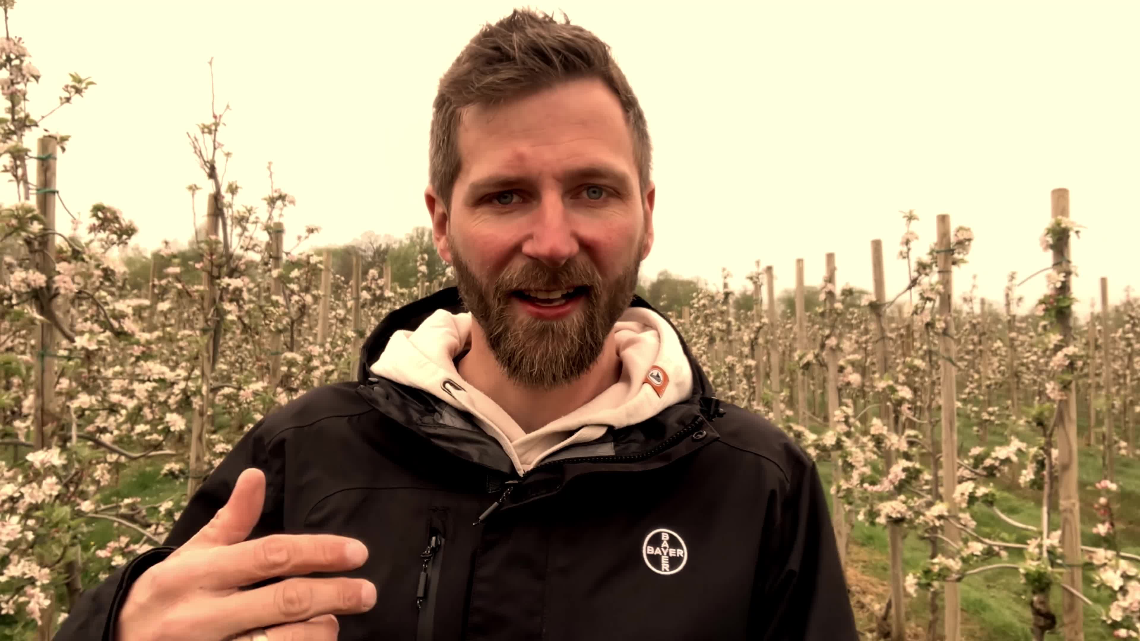 Fungizidstrategie im Apfel zur Blüte