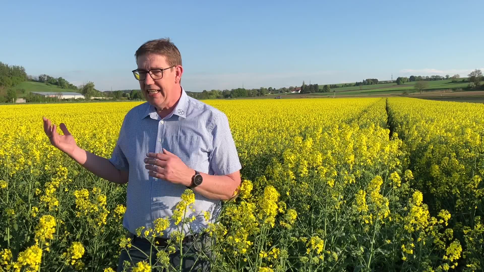 DEKALB Rapssorten in der Blüte