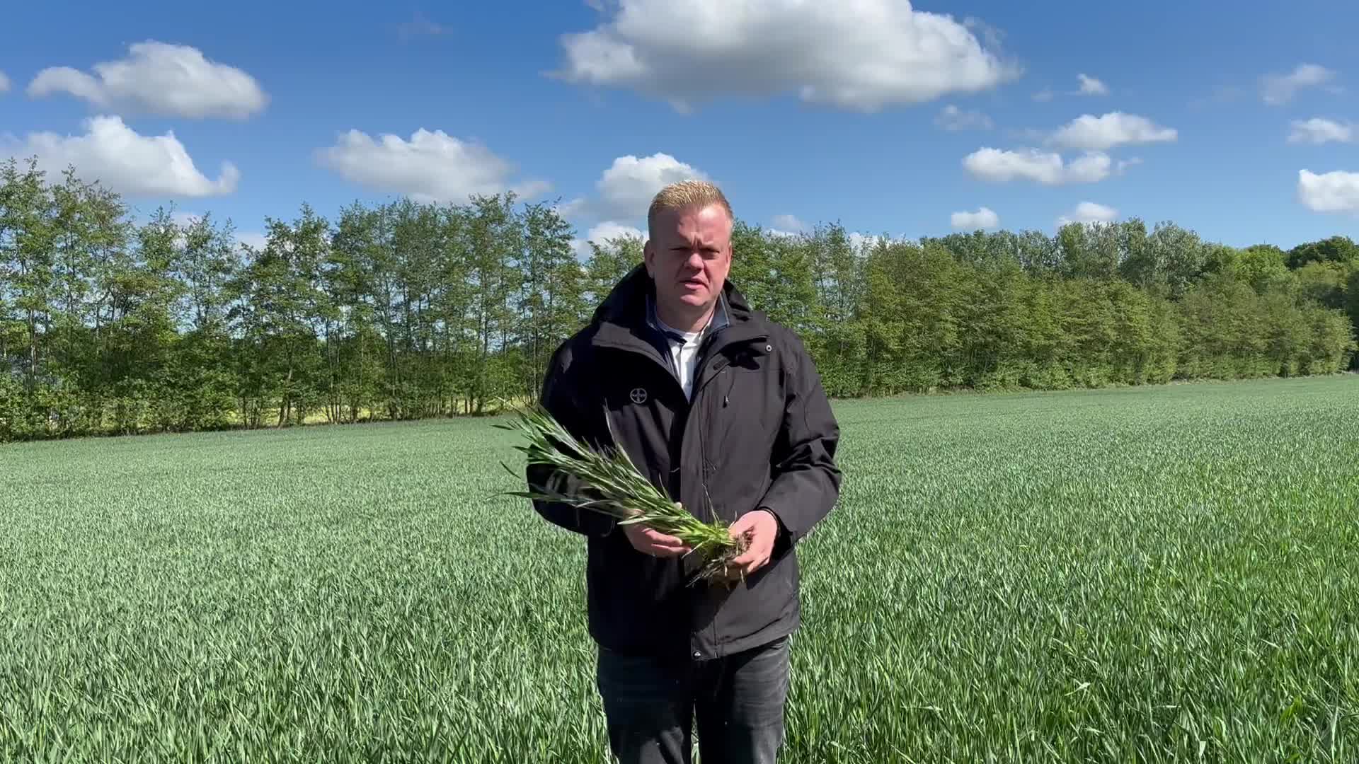 Fungizideinsatz T2 in Wintertriticale und optionaler Wachstumsreglereinsatz