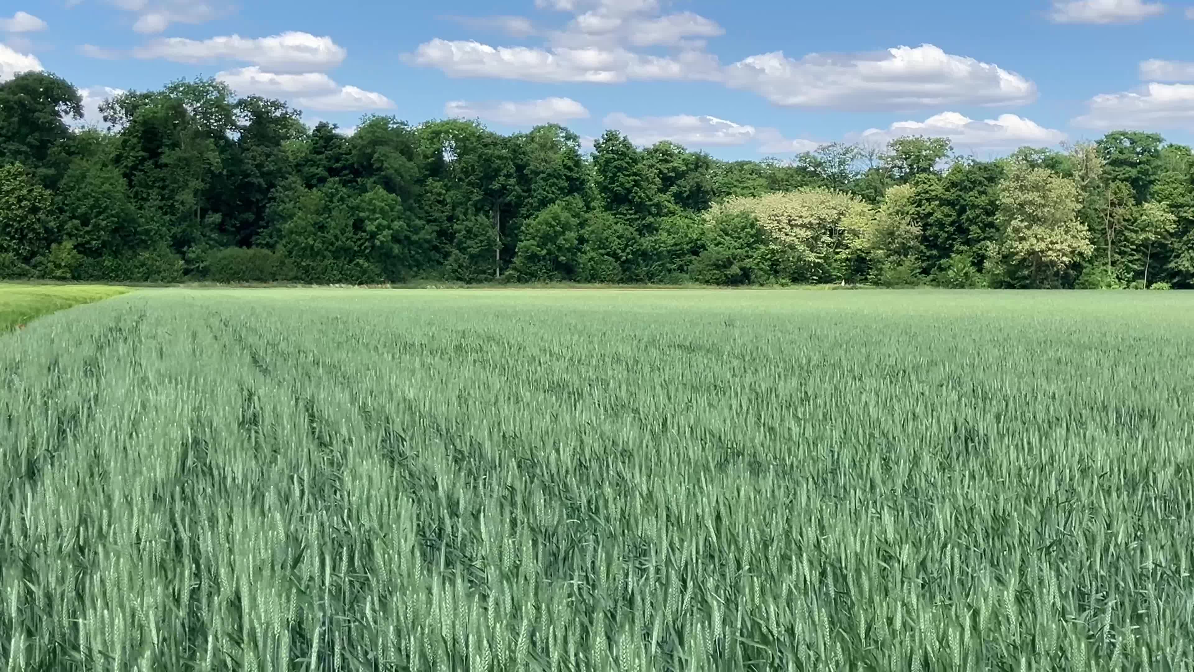 Jetzt gegen Braunrost, Septoria und Fusarium vorgehen!