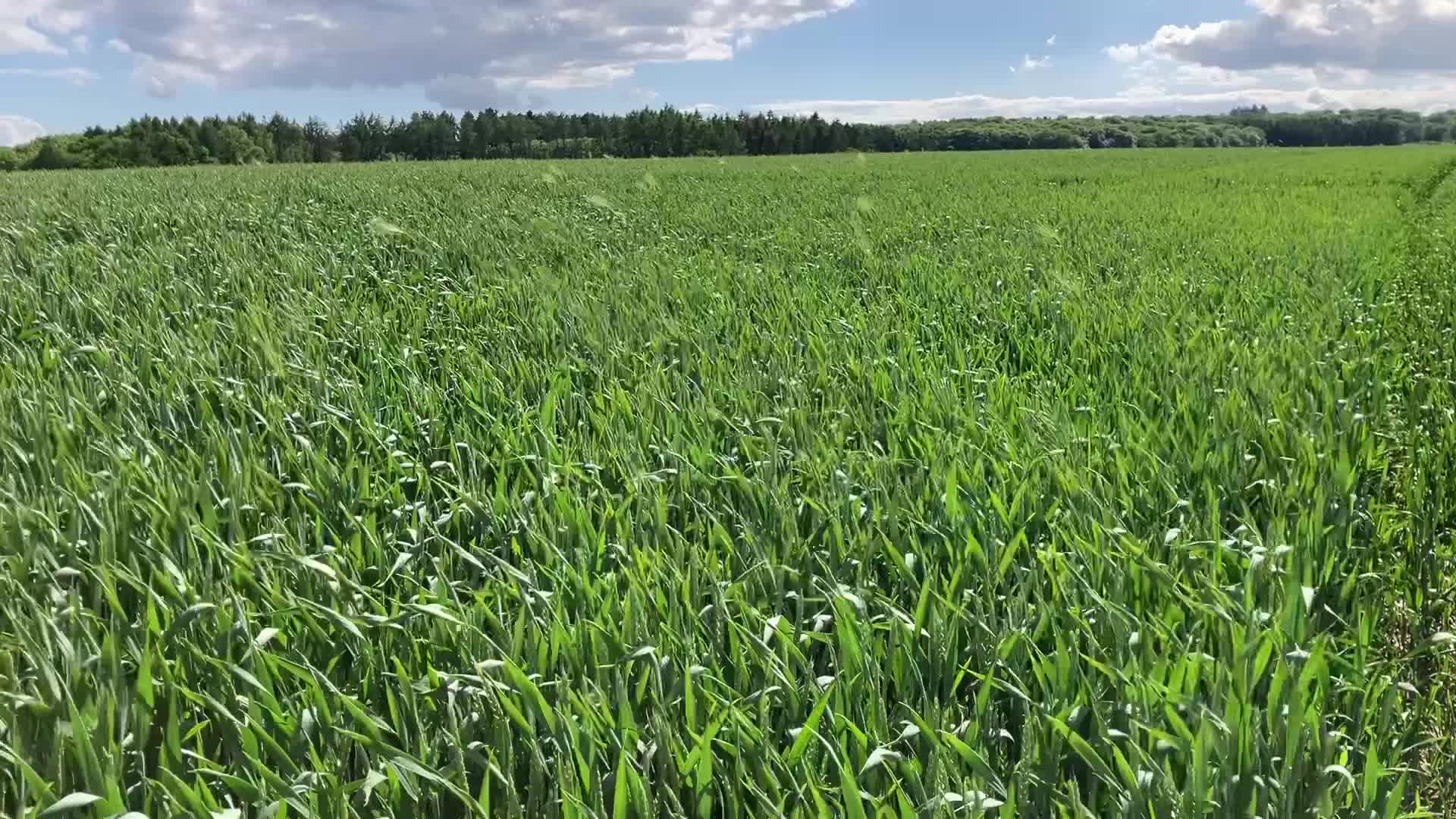 Fusariumbekämpfung in Weizen
