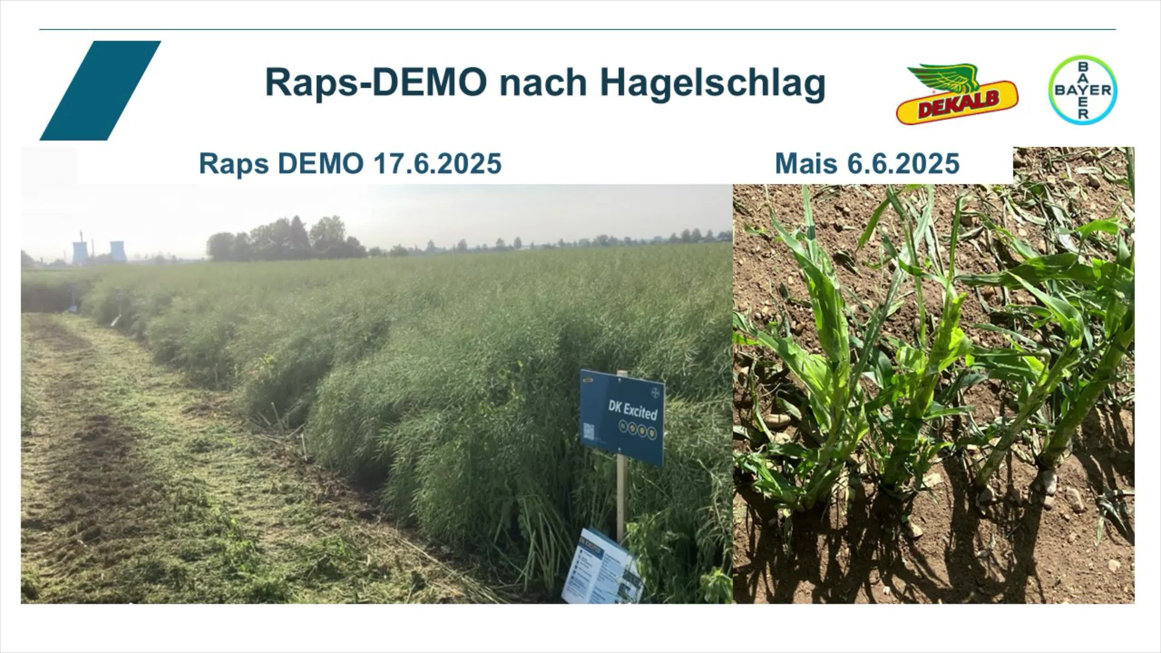 Rapsdemo nach Hagelschlag