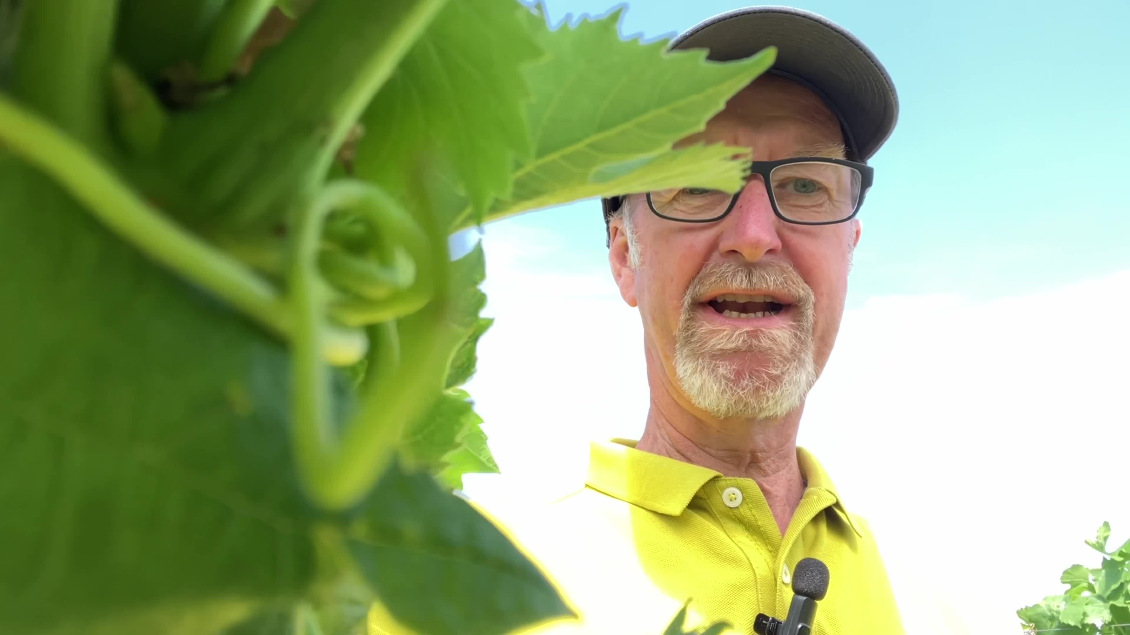 Rundgang durch den Weinbauversuch Diedesfeld