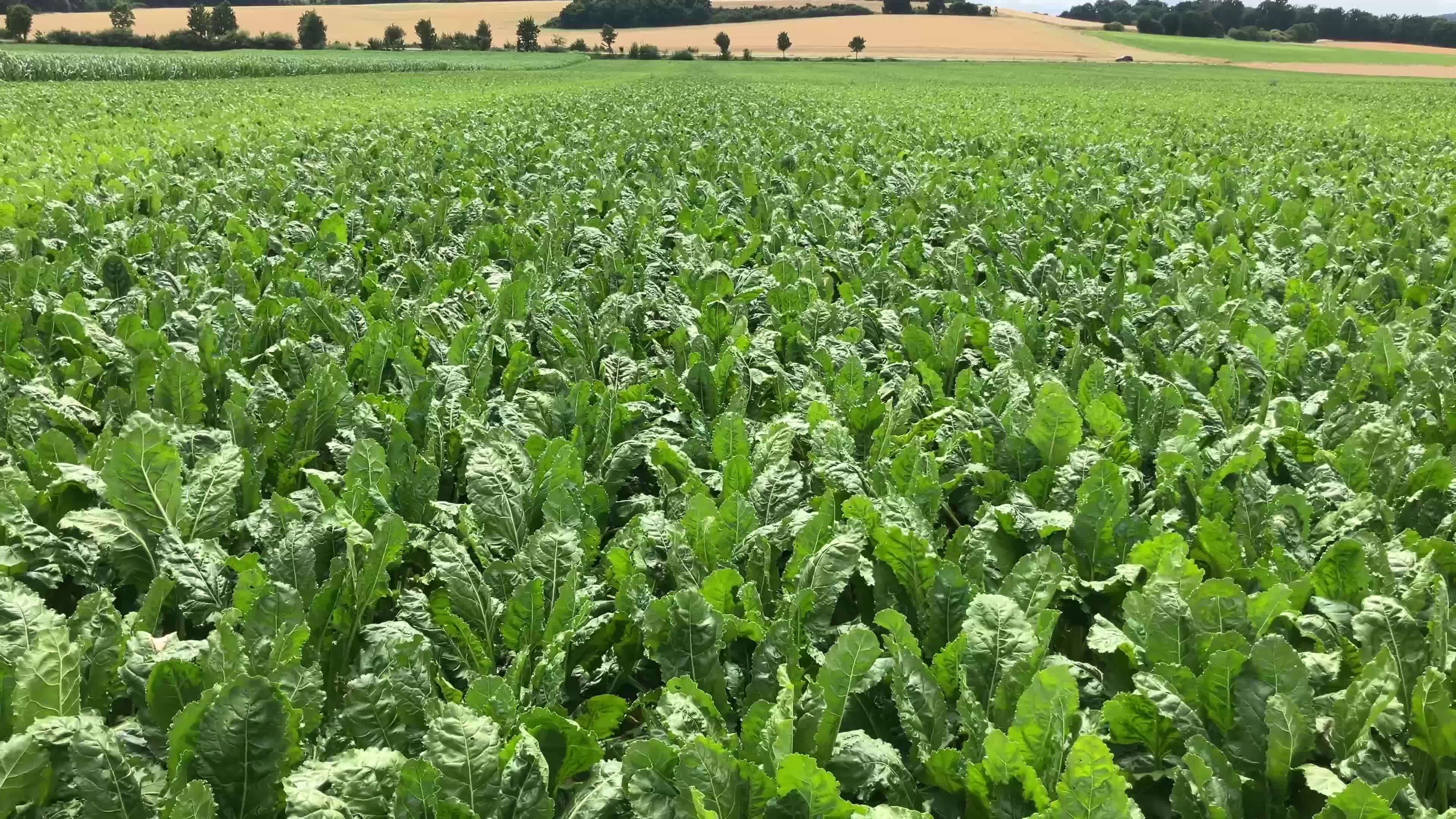 Effektive Cercospora-Bekämpfung in Zuckerrüben