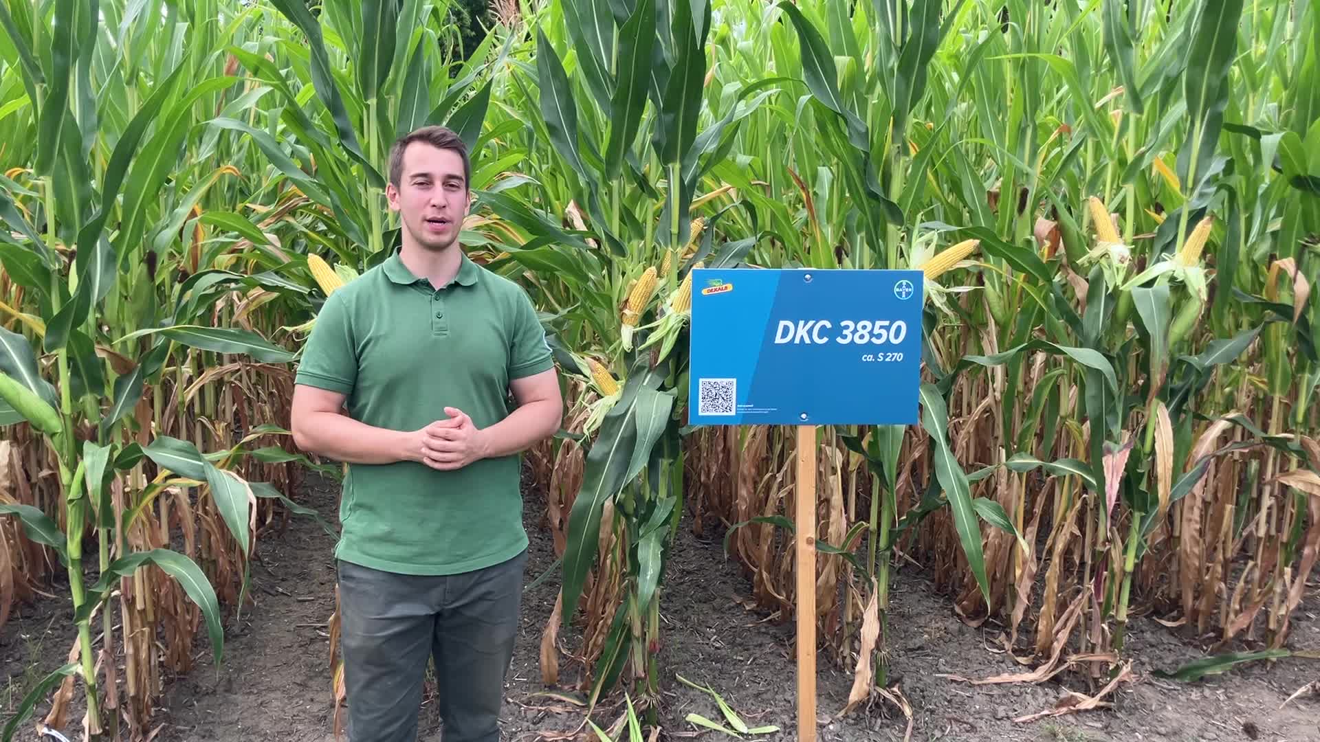 Mittelspäter Mais im Dreiervergleich: DKC 3719, 3850 und 4038