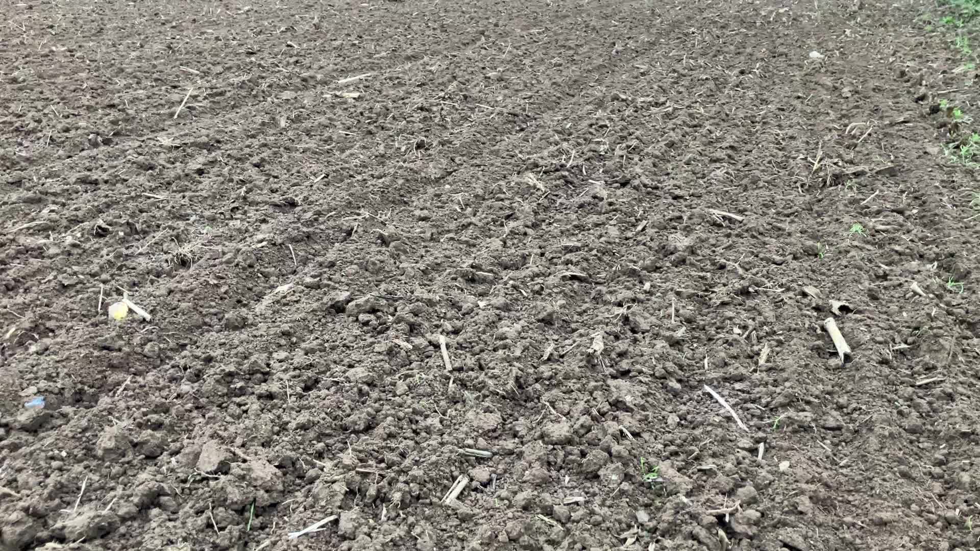 Herbizidkombinationen für den Winterweizen im Herbst