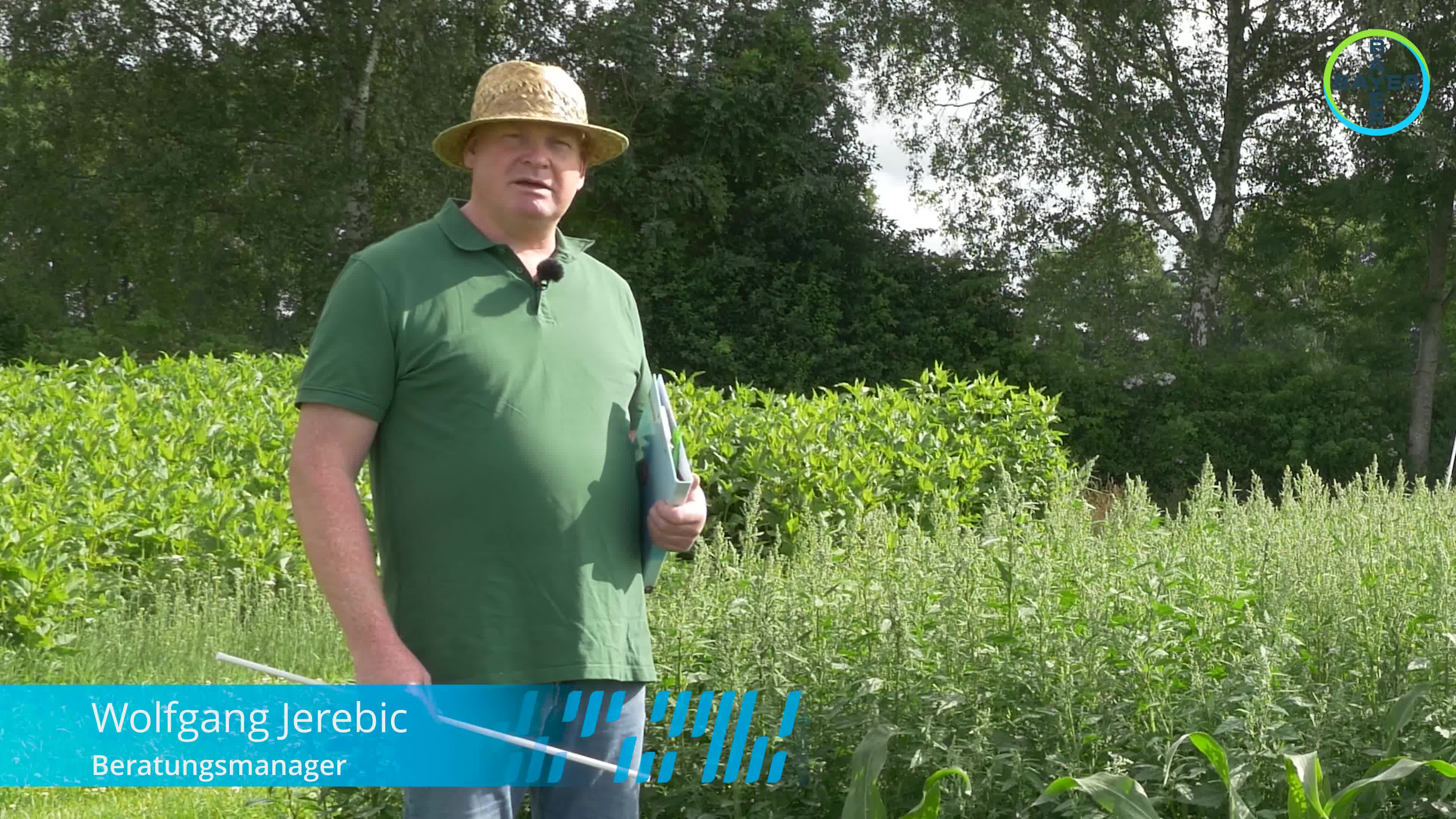 Standortreport Harpstedt - Standortreport Harpstedt - Strategien gegen starken Unkrautdruck im Mais